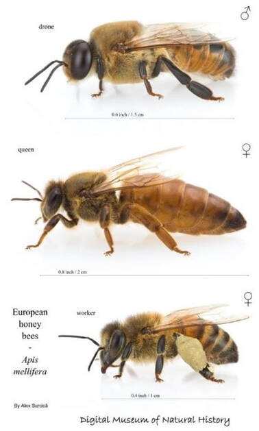 How Do Bees Reproduce?