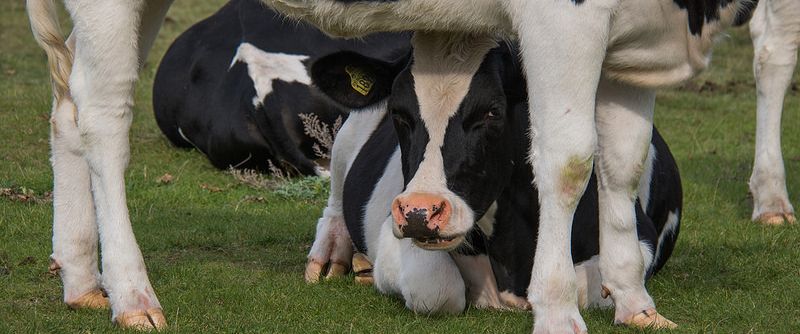 ancla Comparable piel SP Dairy productos lacteos - FARAD's Species Pages